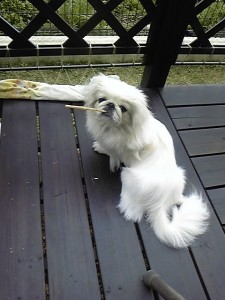 さすらいのみるく・・・。 さすらいのみるく・・・。