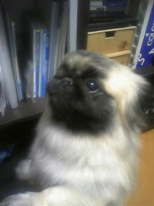 おデブちんラム。 おデブちんラム。