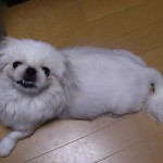 p4130151 妊娠発覚1