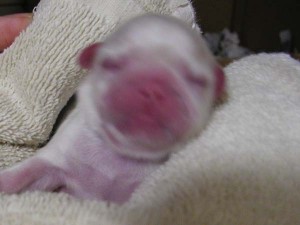 p4190174 生まれたばかりで~す!