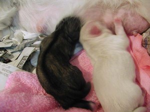 p4190180 【ジャンガリアンハムスターみたい!】