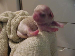 p4190185 【3匹目もホワイトでした!】